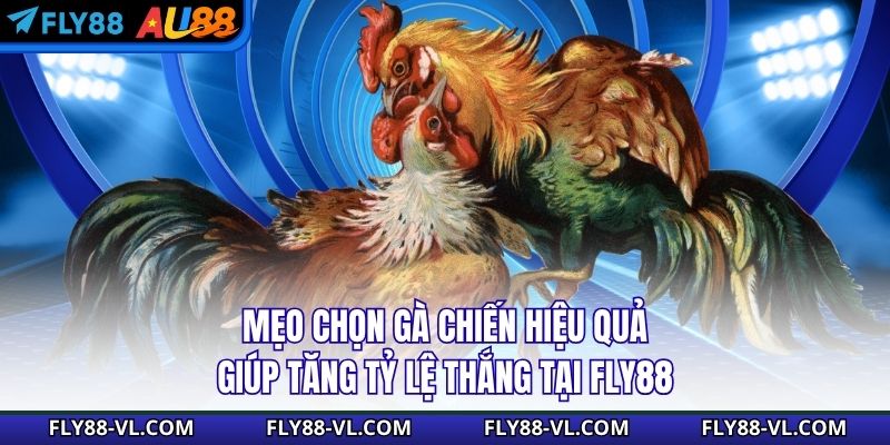 Mẹo Chọn Gà Chiến Hiệu Quả Giúp Tăng Tỷ Lệ Thắng Tại Fly88